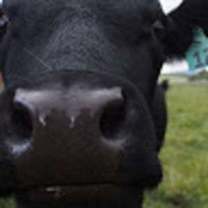 Meet your Posher, Donny